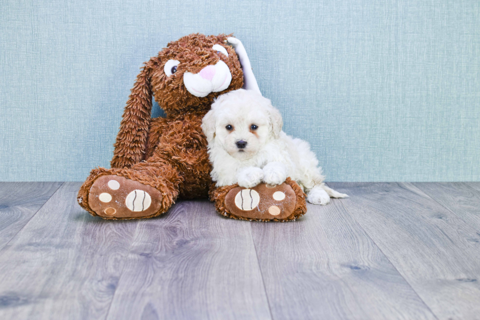 Best Mini Goldendoodle Baby