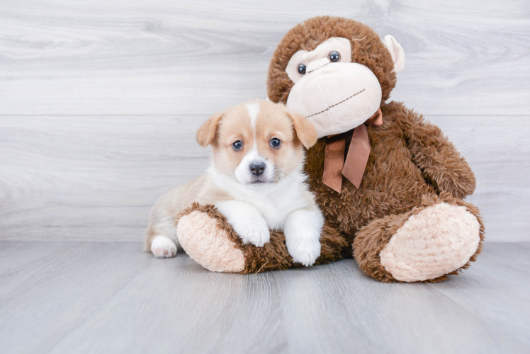 Sweet Corgi Purebred Puppy