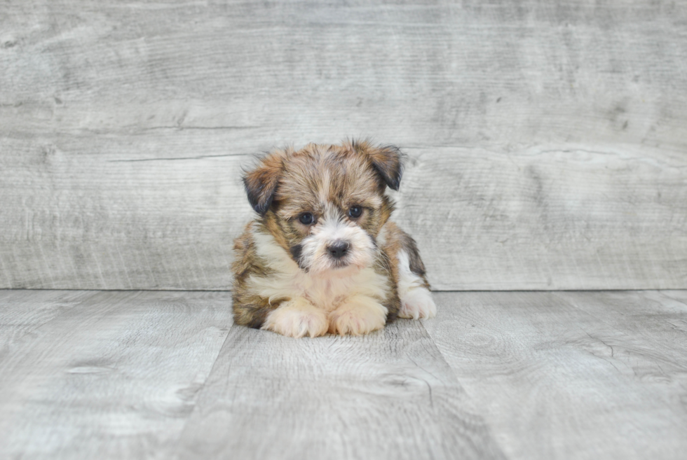 Havanese Pup Being Cute