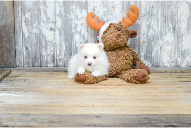 Petite Pomeranian Purebred Puppy