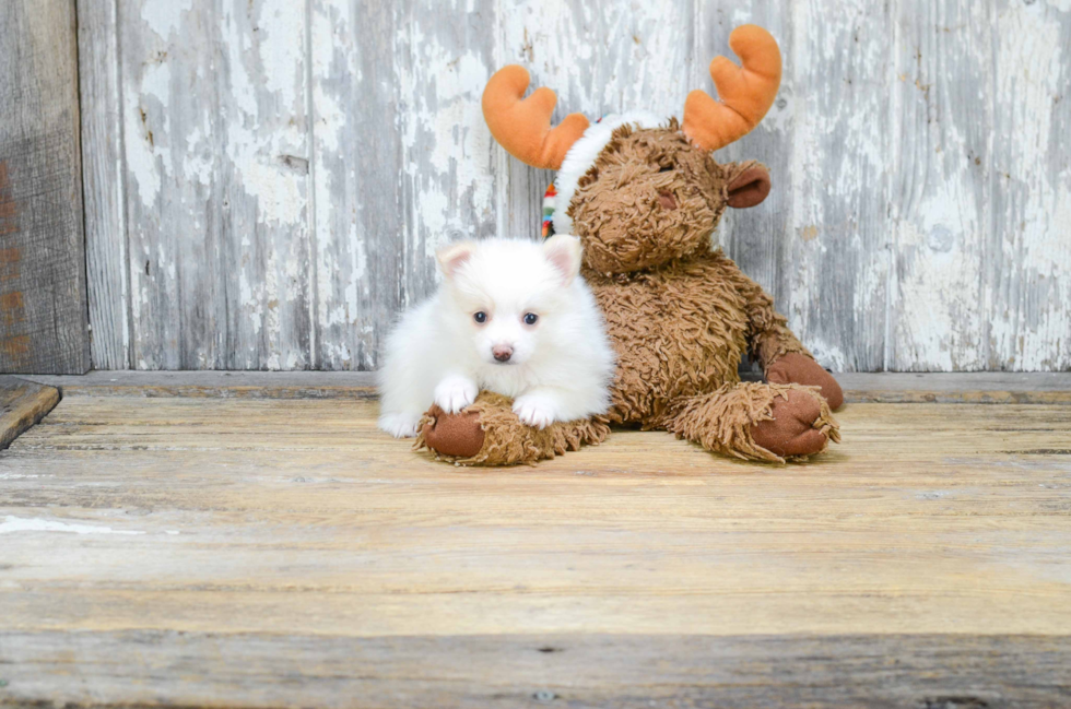 Petite Pomeranian Purebred Puppy