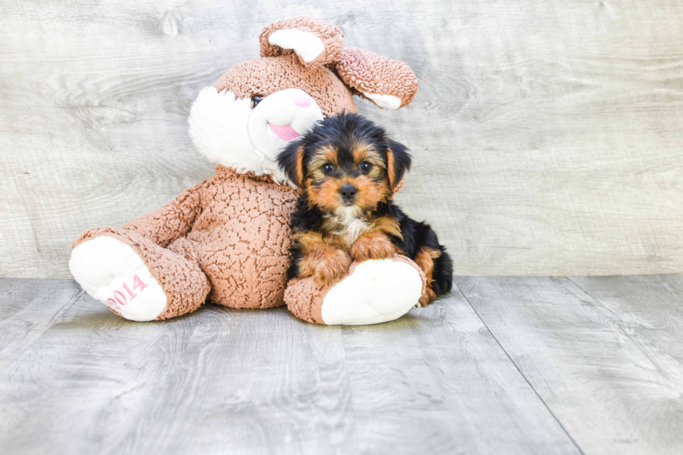 Meet Jeremy - our Yorkshire Terrier Puppy Photo 