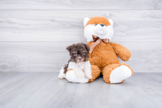 Energetic Havanese Purebred Puppy