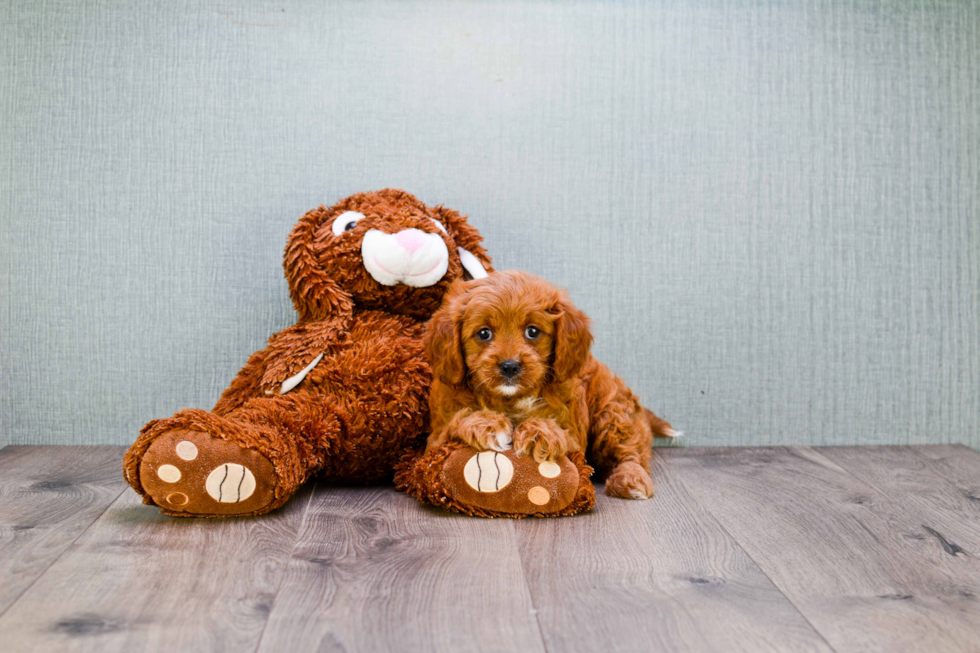 Cavapoo Puppy for Adoption