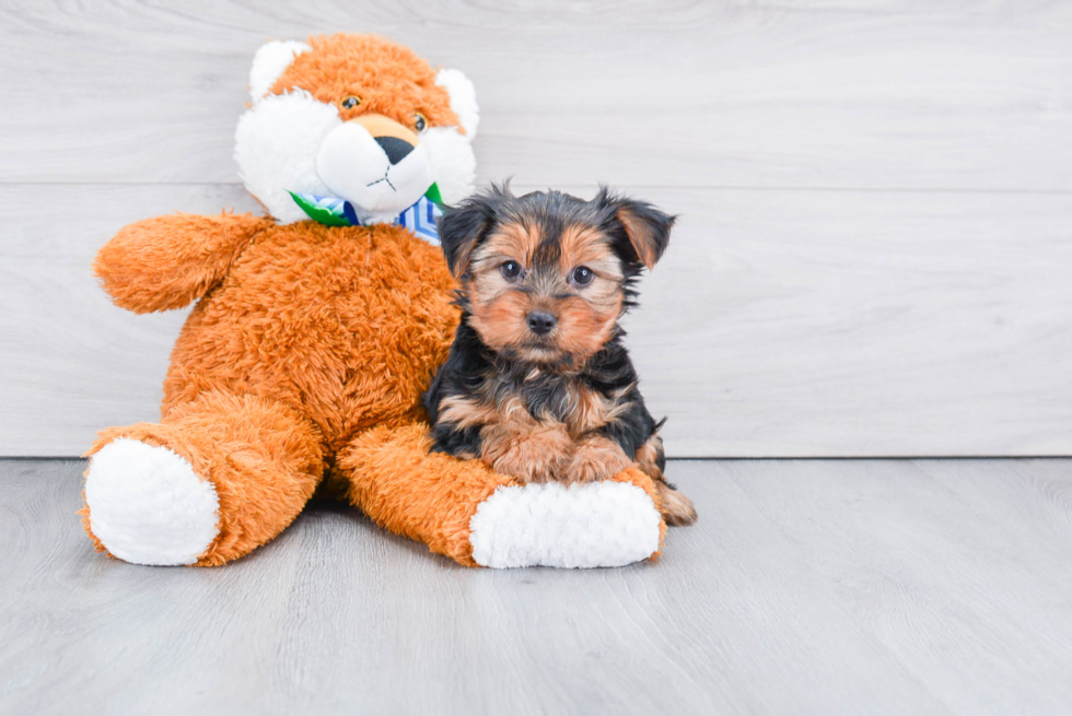 Meet Snickers - our Yorkshire Terrier Puppy Photo 