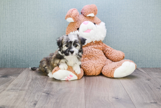 Best Havanese Baby