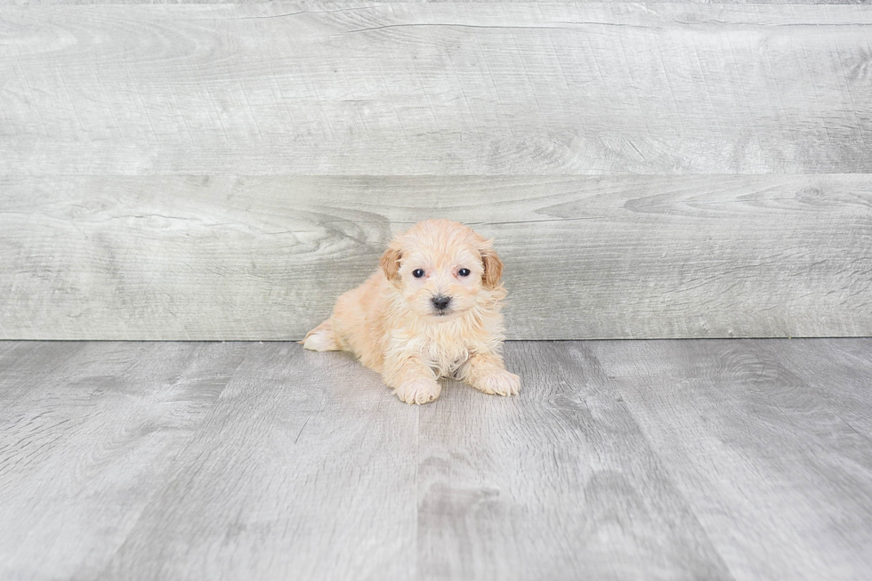 Maltipoo Pup Being Cute