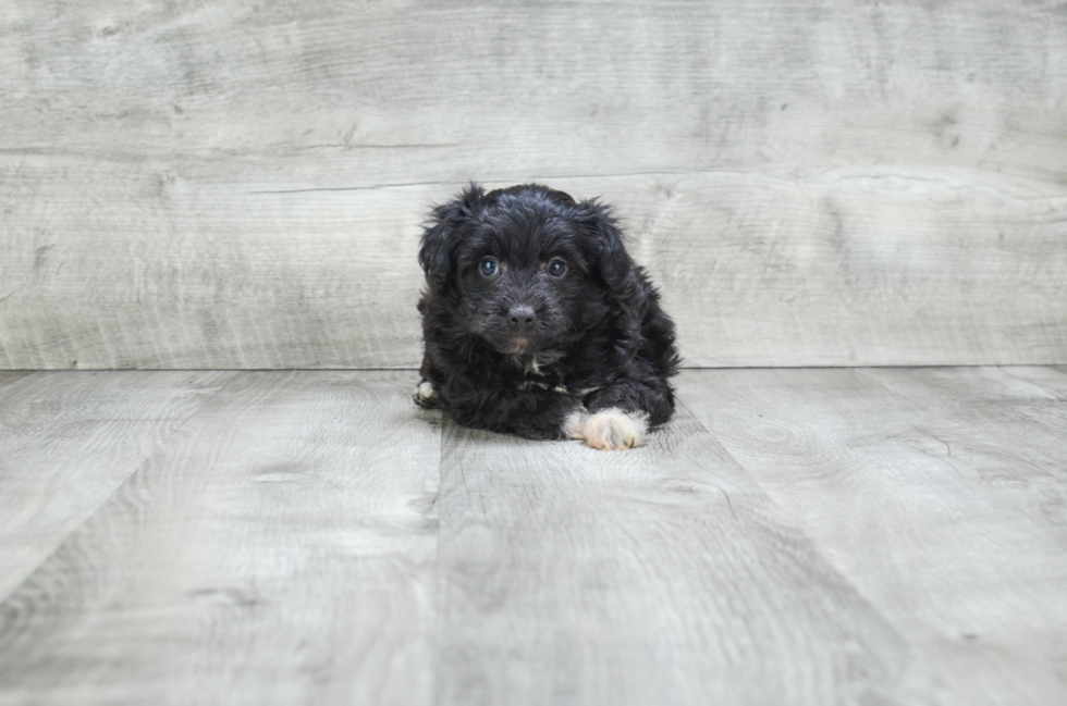 Sweet Mini Aussiedoodle Baby