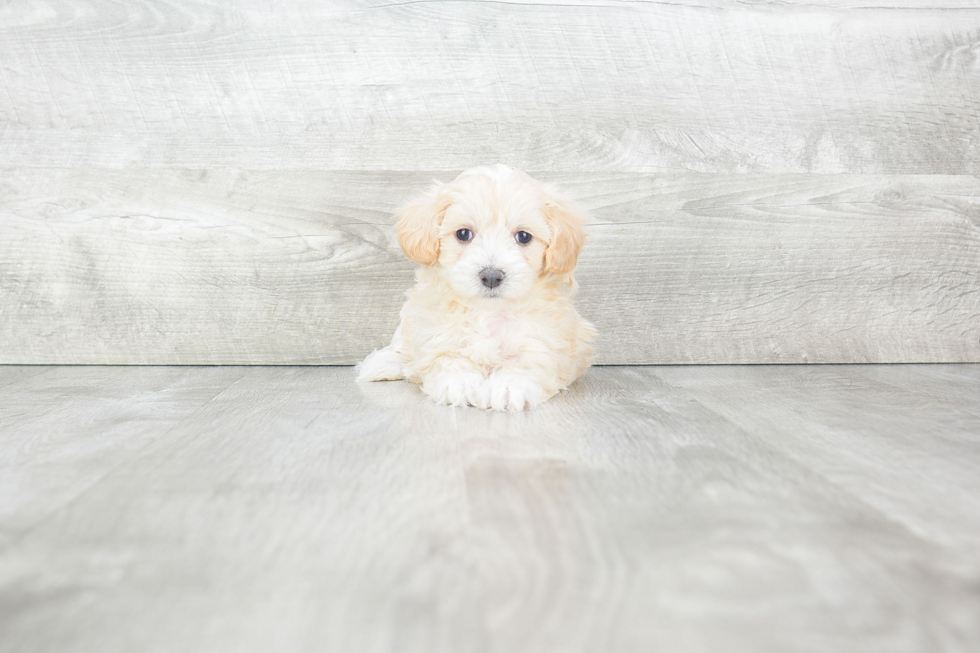 Maltipoo Puppy for Adoption