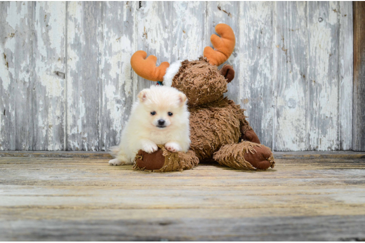 Pomeranian Puppy for Adoption