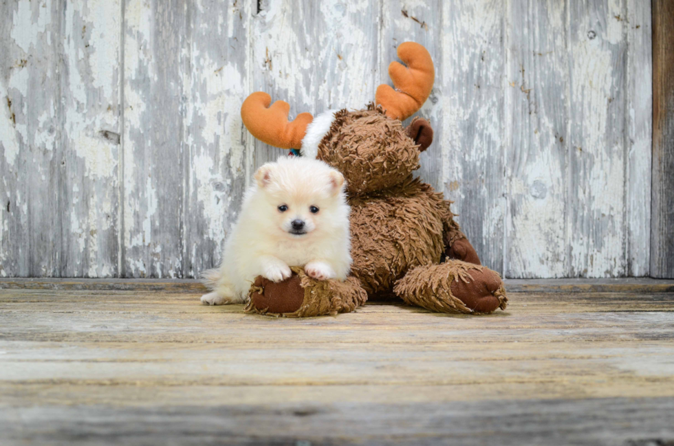 Pomeranian Puppy for Adoption