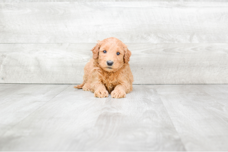 Popular Mini Goldendoodle Poodle Mix Pup