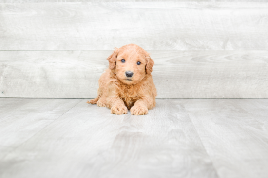 Popular Mini Goldendoodle Poodle Mix Pup