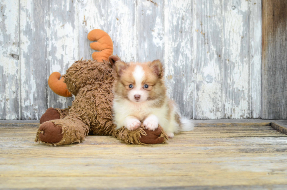 Friendly Pomeranian Baby