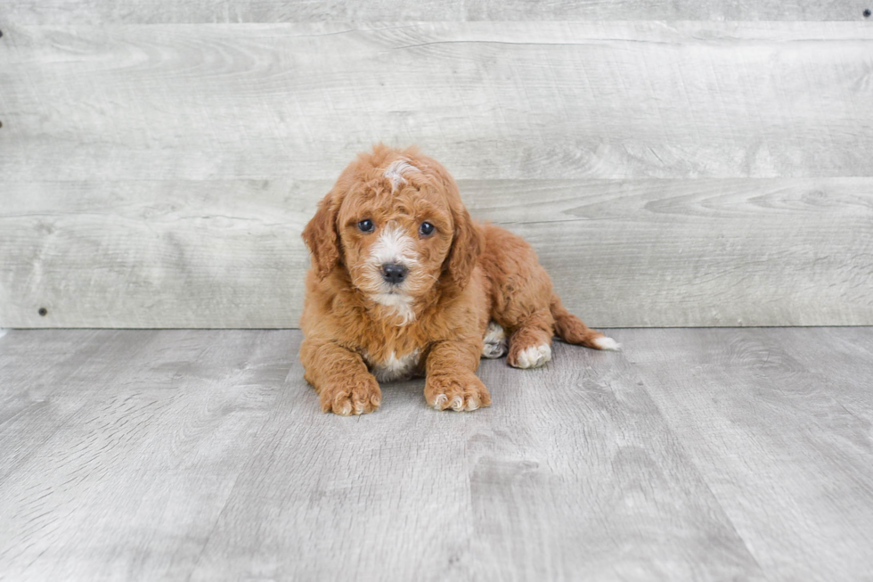 Adorable Golden Retriever Poodle Mix Puppy