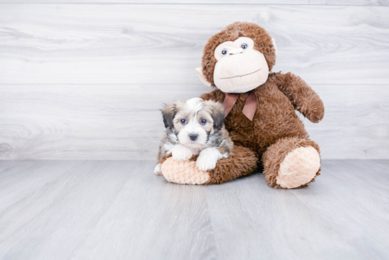 Energetic Aussiepoo Poodle Mix Puppy