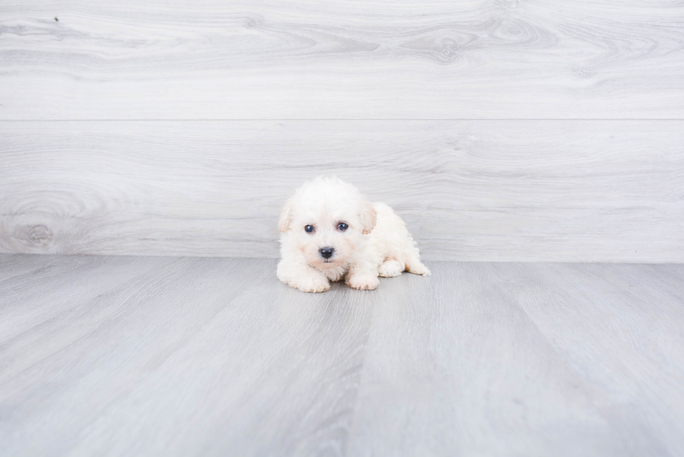 Maltipoo Puppy for Adoption