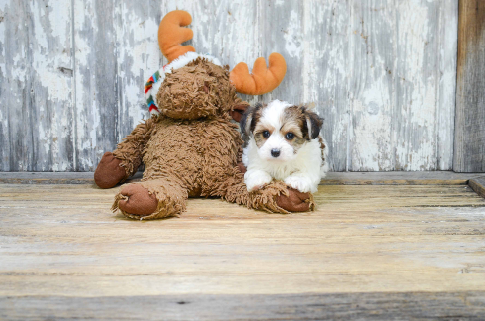 Happy Morkie Baby