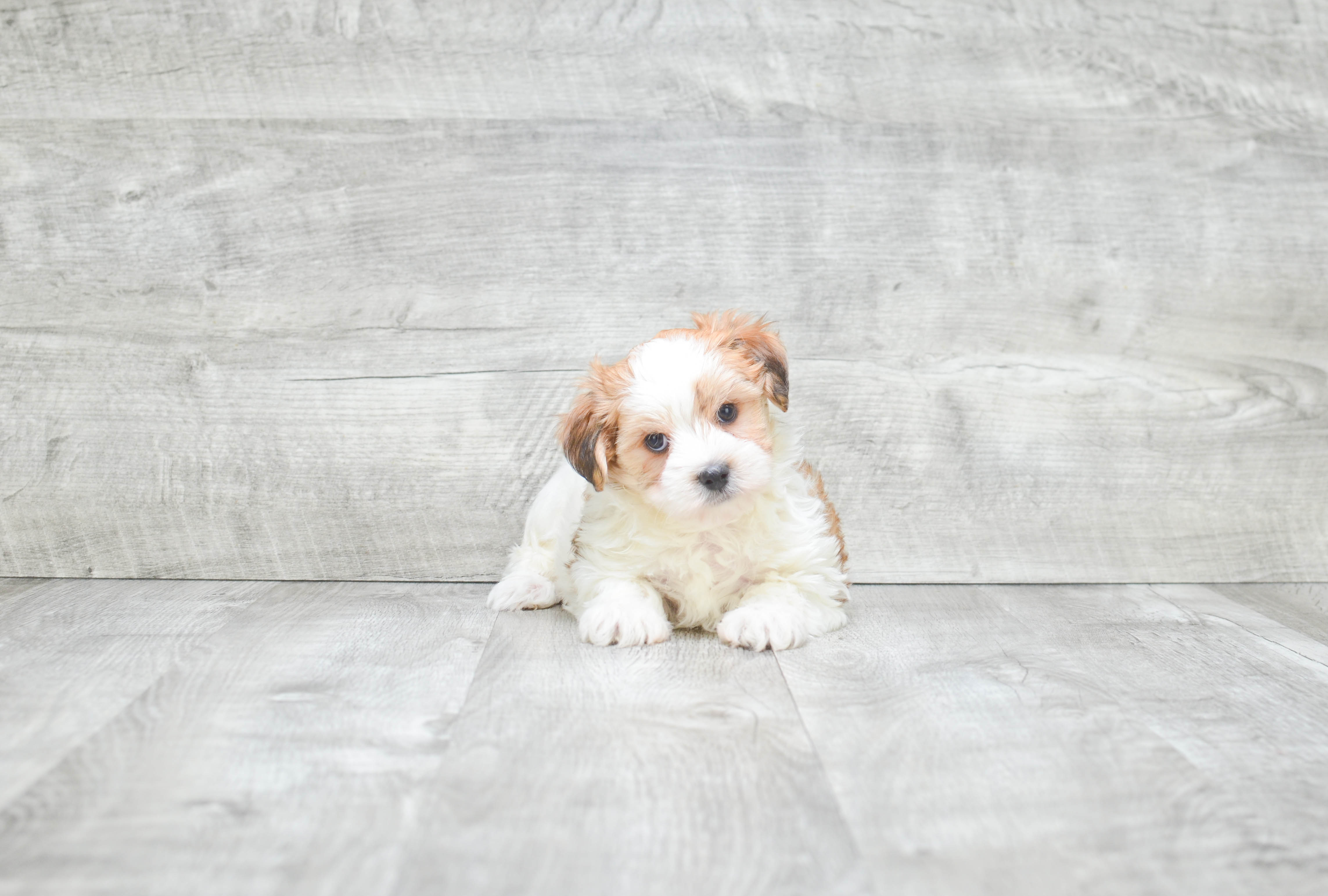 Hypoallergenic Yorkie Designer Puppy