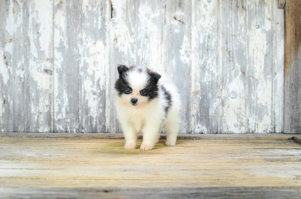 Popular Pomeranian Purebred Pup