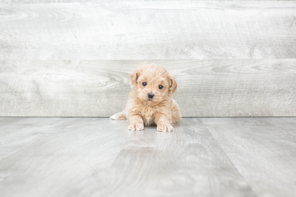 Fluffy Maltipoo Poodle Mix Pup