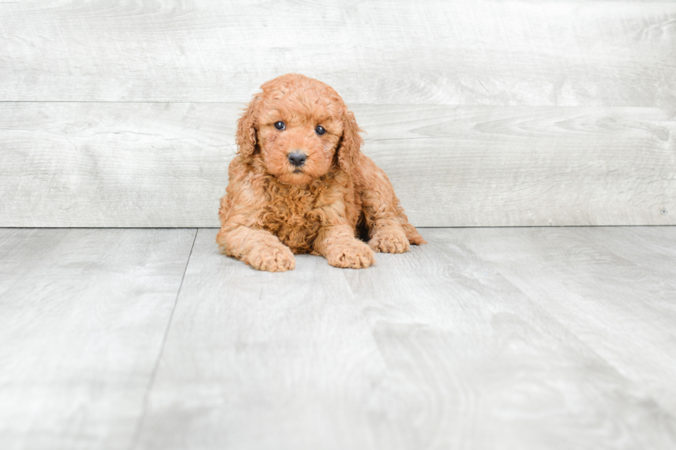 Best Mini Goldendoodle Baby