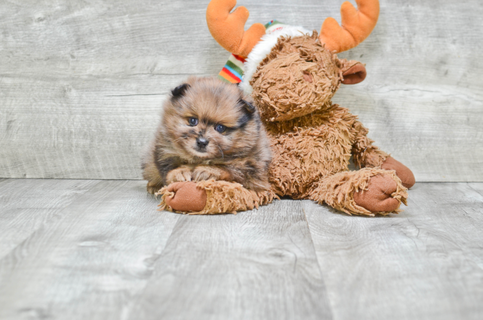 Pomeranian Pup Being Cute