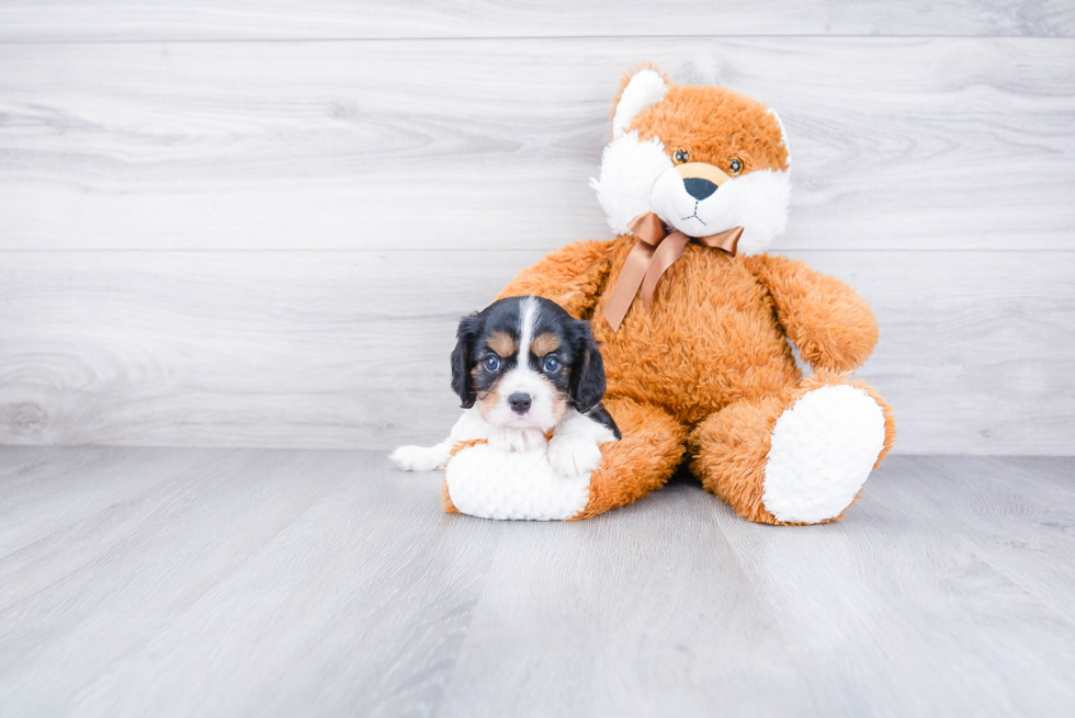 Cavalier King Charles Spaniel Pup Being Cute