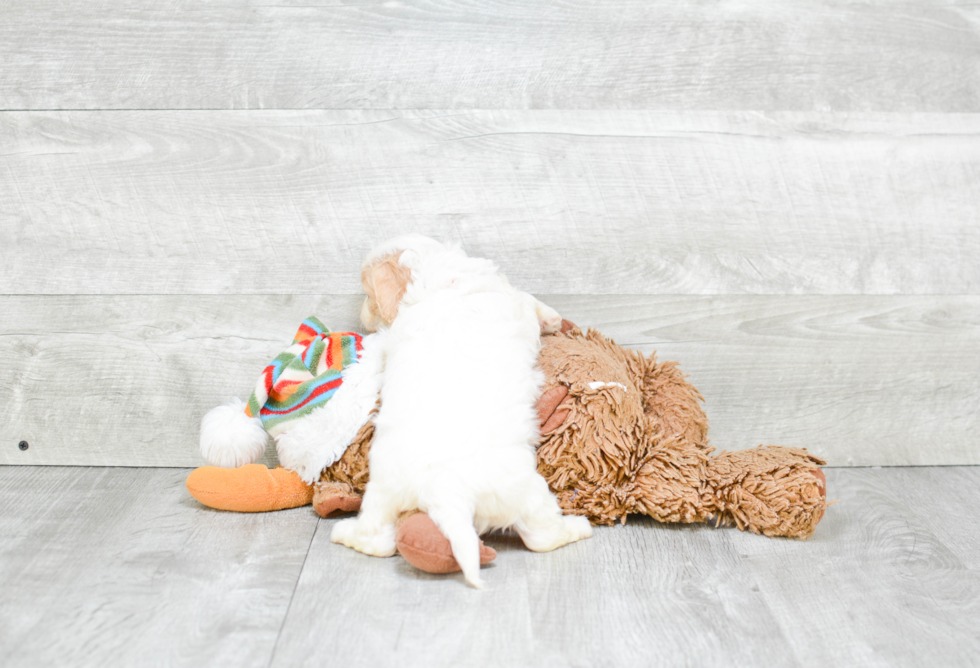 Cavachon Pup Being Cute