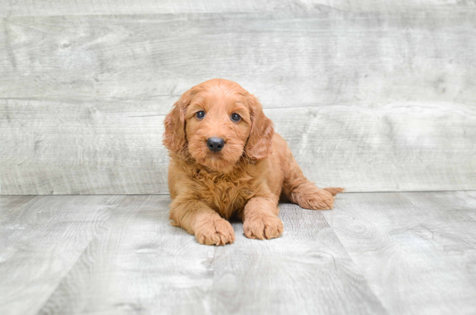 Mini Goldendoodle Puppy for Adoption