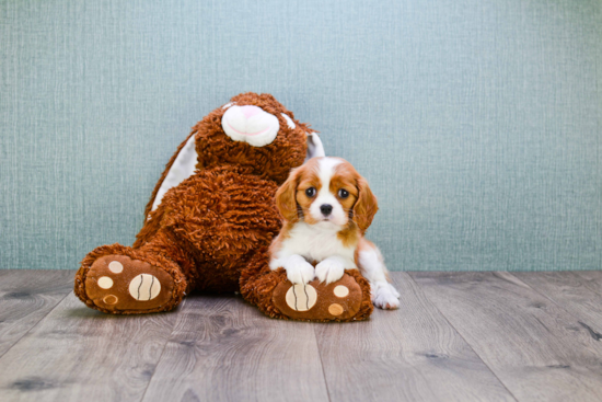 Best Cavalier King Charles Spaniel Baby