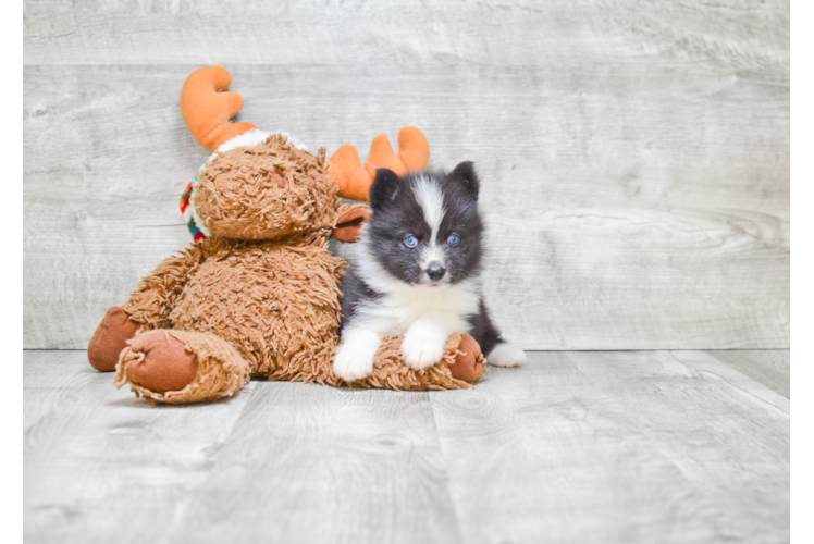 Energetic Mini Husky Designer Puppy