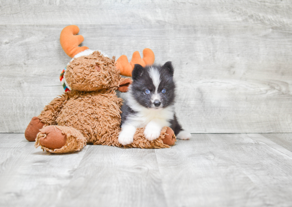 Energetic Mini Husky Designer Puppy