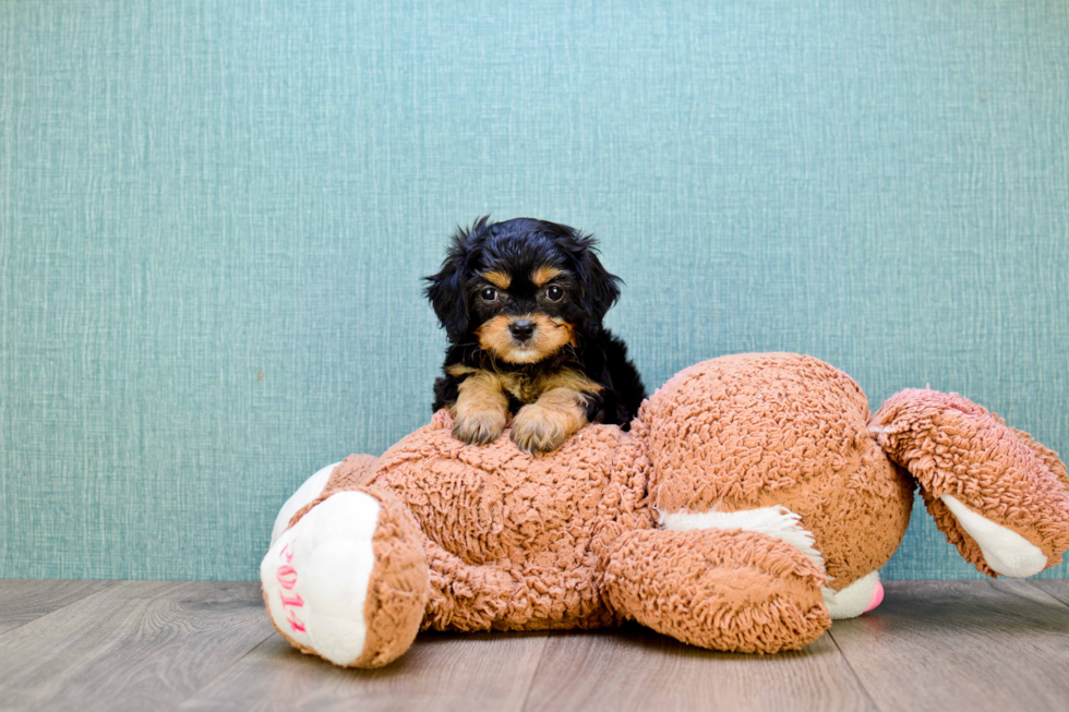 Meet Gwenith - our Cavachon Puppy Photo 