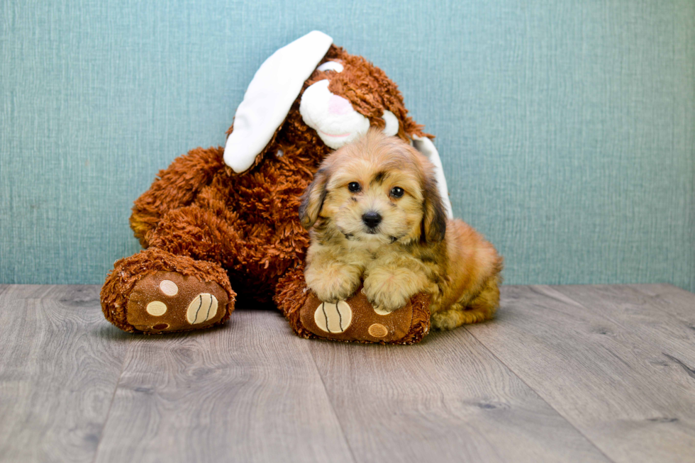 Morkie Pup Being Cute