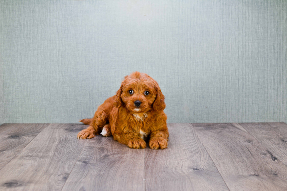 Hypoallergenic Golden Retriever Poodle Mix Puppy