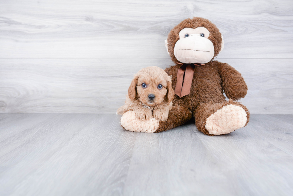 Cavapoo Puppy for Adoption