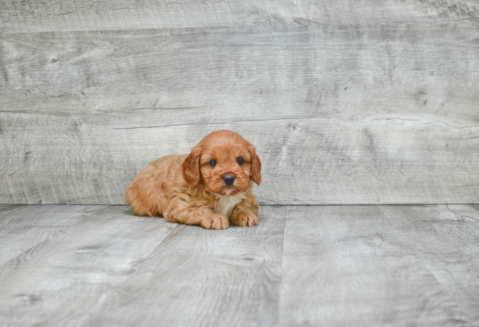 Cavapoo Puppy for Adoption