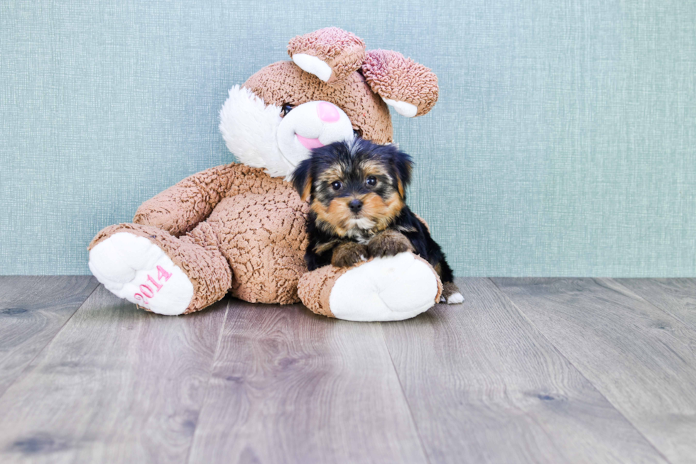 Meet Zoro - our Yorkshire Terrier Puppy Photo 