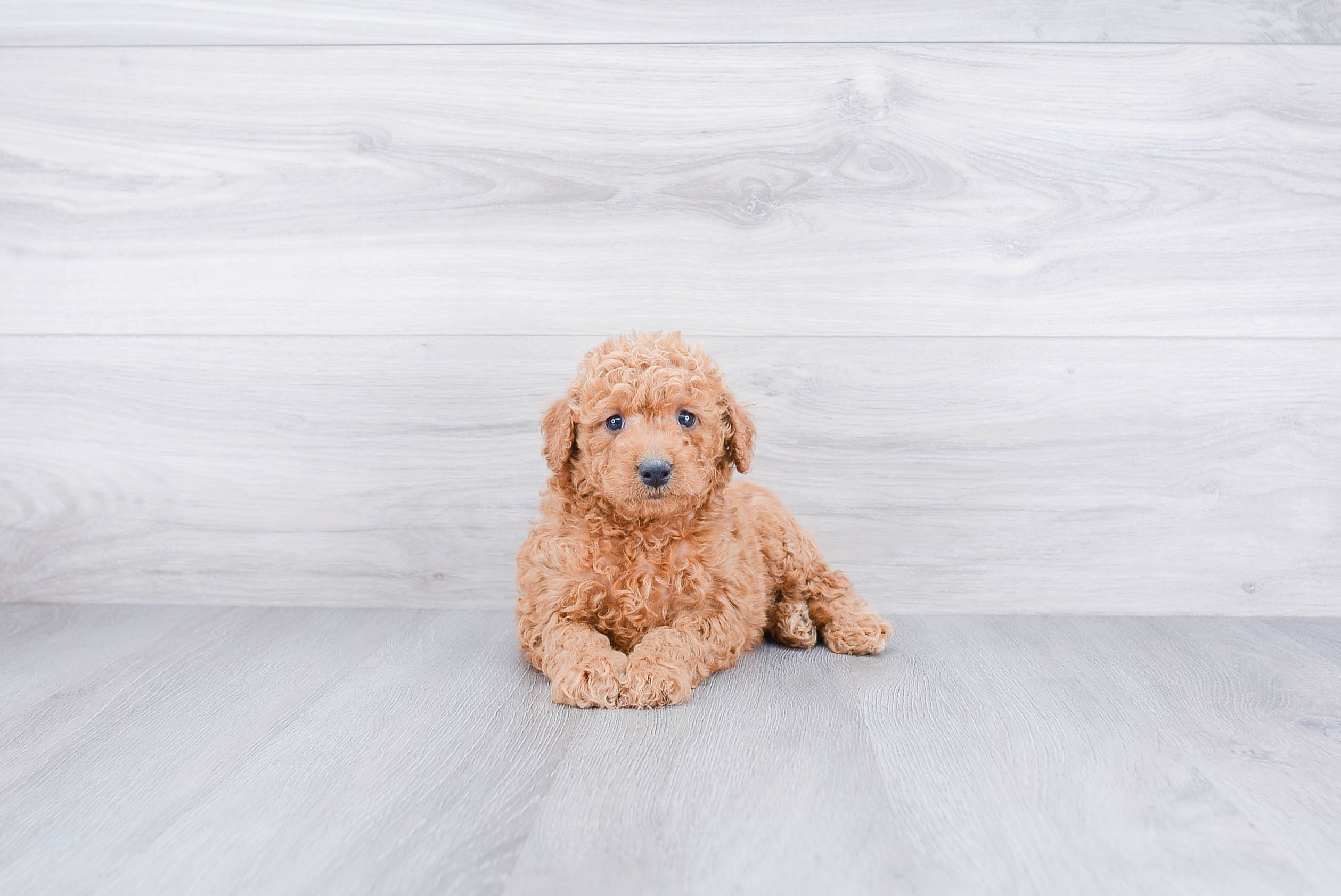 Mini Goldendoodle Puppy for Adoption