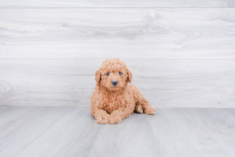 Mini Goldendoodle Puppy for Adoption