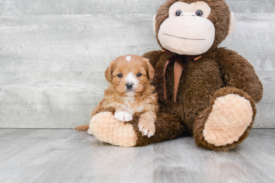 Cavapoo Pup Being Cute