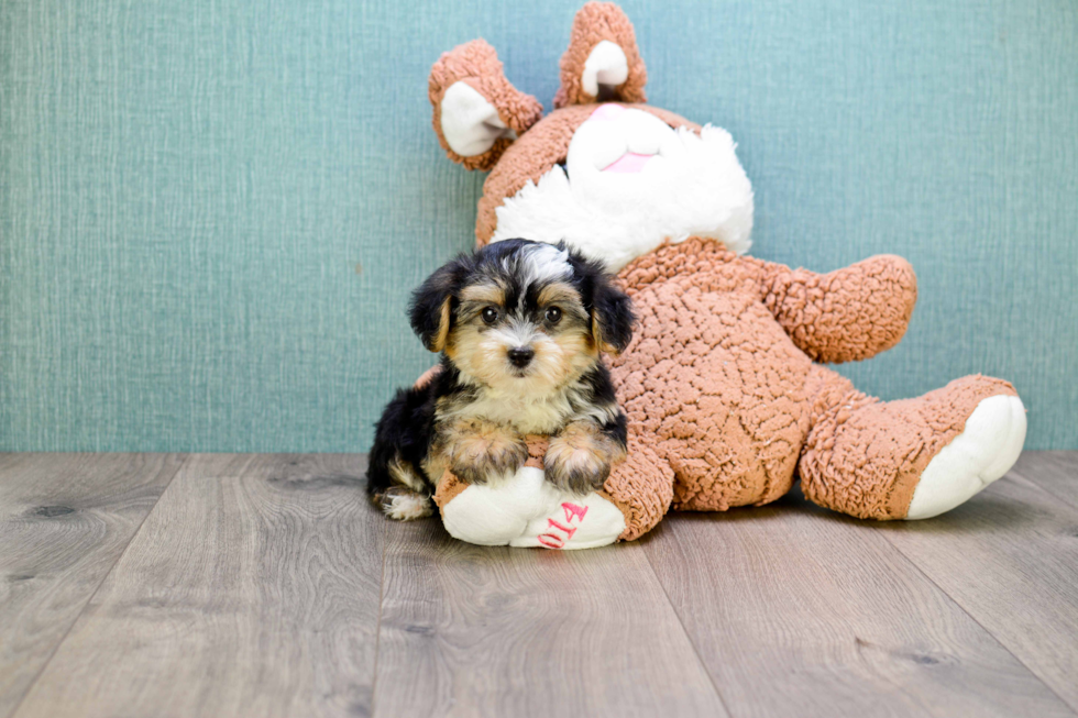 Cute Morkie Baby