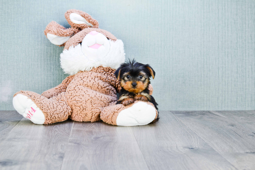 Meet Nugget - our Yorkshire Terrier Puppy Photo 