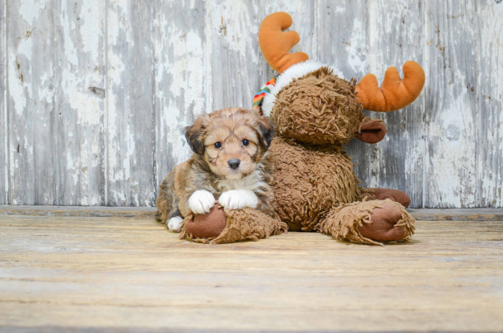 Best Mini Aussiedoodle Baby