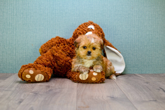 Shorkie Pup Being Cute