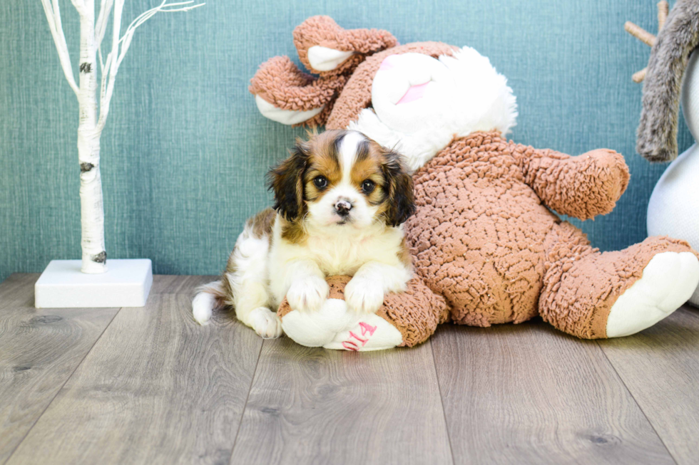 Cavachon Pup Being Cute