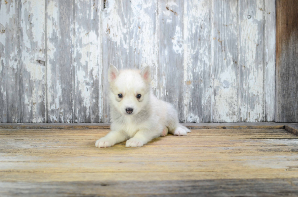 Pomsky Puppy for Adoption