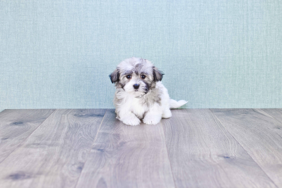 Havanese Puppy for Adoption