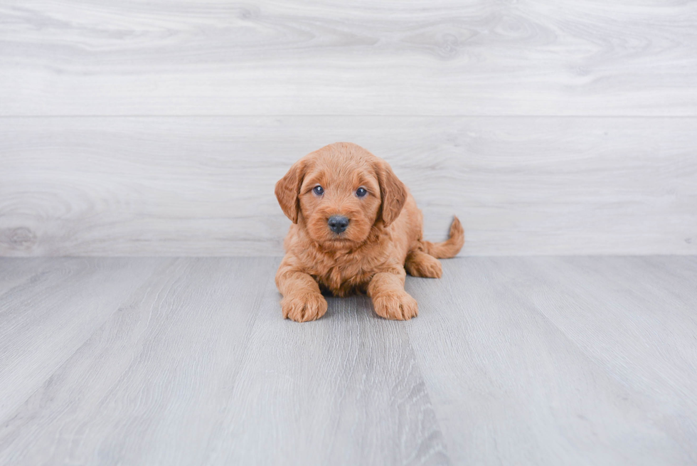 Funny Mini Goldendoodle Poodle Mix Pup